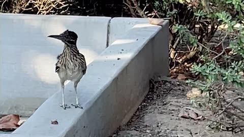 Cute encounter with a curious roadrunner