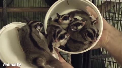 Sugar Gliders..❤️