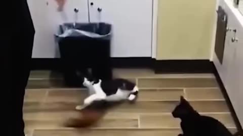 Funny and Cute Cats Videos #206