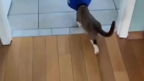 Funny cat 😂 video #funnycat #shorts #viral