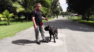 CANE CORSO OFF-LEASH TRAINED! All Black and Beautiful