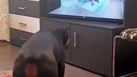 Dog Imitating A Human And Dog Exercising😛 On The Tv!