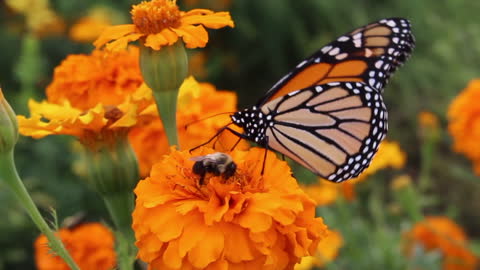 Butterfly and bumblebee feed on the same flower
