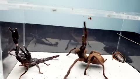 SCORPION vs TARANTULA SPIDER FIGHTING FOR PREY, who will win? Insect Stories