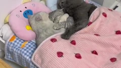 Adorable and Hilarious Cat Video to Brighten Your Day!