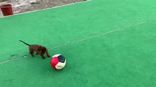 Dachshund Plays With Soccer Ball