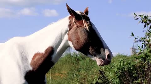 8 MINUTES of BEAUTIFUL PAINT HORSES