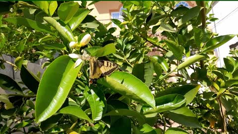 Butterfly sucks the nectar of flowers