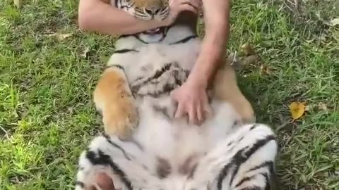 tiger belly rubs