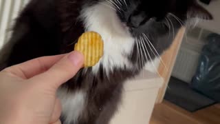 Cat Offended By The Chip