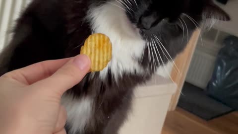 Cat Offended By The Chip