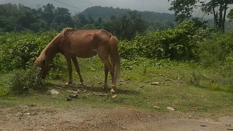 A cute horse eating grass in Arunachal Pradesh, India
