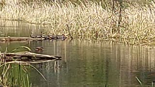 Turtles Davy Crockett National Forest TX