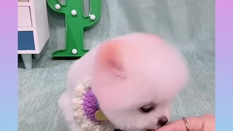 Cute and funny dog