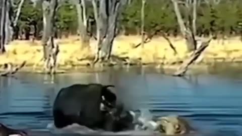 A fierce fight between buffalo and lions and a surprise