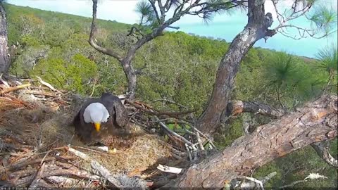 Bald Eagles Romeo & Juliet Welcome Peace to the Nest- Watch the Eaglet Hatch!