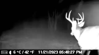 Buck Runs into Trail Camera