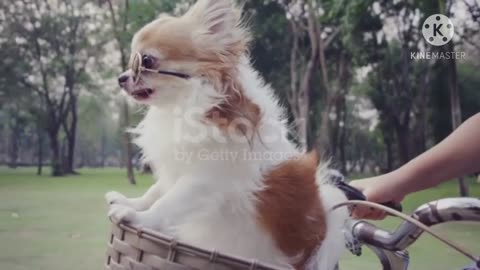 Chihuahua dog with sunglasses on bicycle basket stock video...