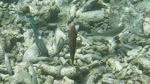 Striped Parrotfish