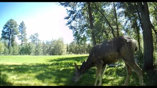 Deer Gets Spooked! And Eats Apples ASMR!