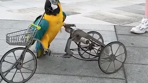 Amazing parrot rides a tricycle!