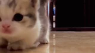 Cutest cat ever😍😍