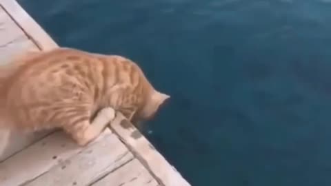 Cat hunting fish | Viral 5