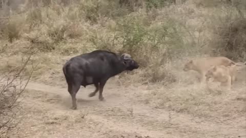 Lion vs Buffalo fight to Death | Wild Animals