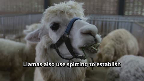 Why Do Llamas Spit? (Unraveling the Mystery)