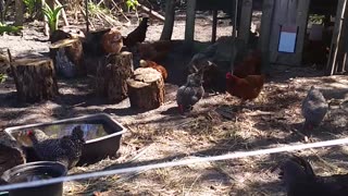 Chicken Yard