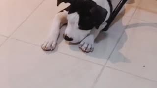 Funny puppy tries to hide a lime