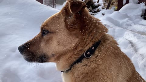 cão na neve