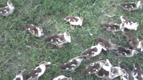 Baby ducks following me