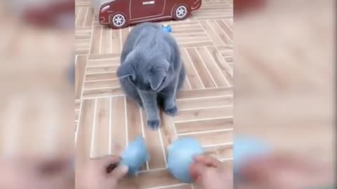 Baby Cats - Cute and Funny Cat Videos Compilation Funniest Animals America 2021