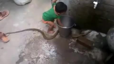 A baby playing witk cobra snake