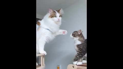 Cat, don't fight with your brother