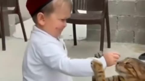 Cute and funny cats