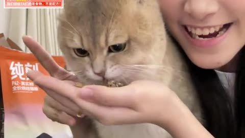 Adorable Feline Frenzy