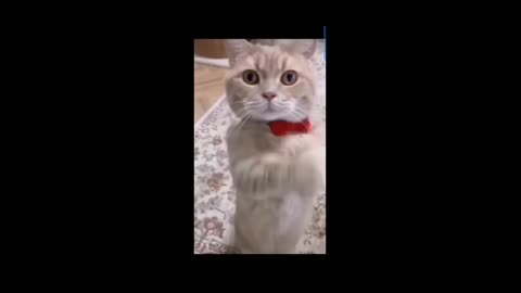 Cute cat 😺 playing and dancing