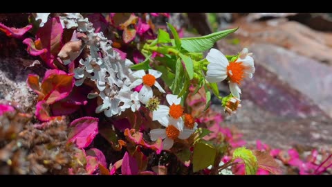 Beautiful Nature || Amazing beautiful video || Libianca || wait for it || #viralvideo #shortsviral