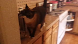 Cat On CounterTop