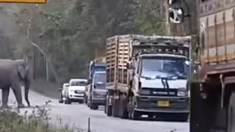 Elephants have been stopping sugar cane trucks in order to snatch a quick snack in Thailand