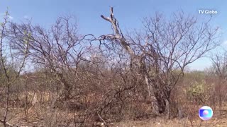 Droughts and desertification threaten farmlands in Brazil