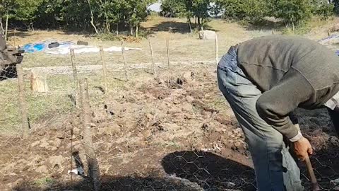 Bantu suami Turki ku buat pagar untuk menutupin makanan ternak kami