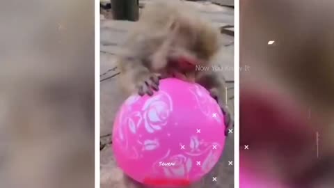 monkey funny video