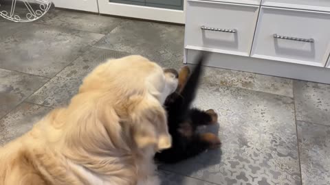 Golden Retriever Attacked by German Shepherd Puppy