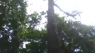 Very tall spondias mombin tree in the botanical garden, very big tree! [Nature & Animals]