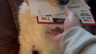 Dog Delivers the Mail