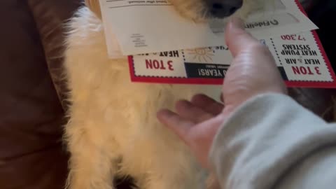 Dog Delivers the Mail