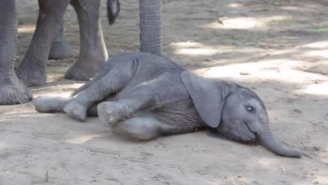 Baby elephant determined to get up and walk!